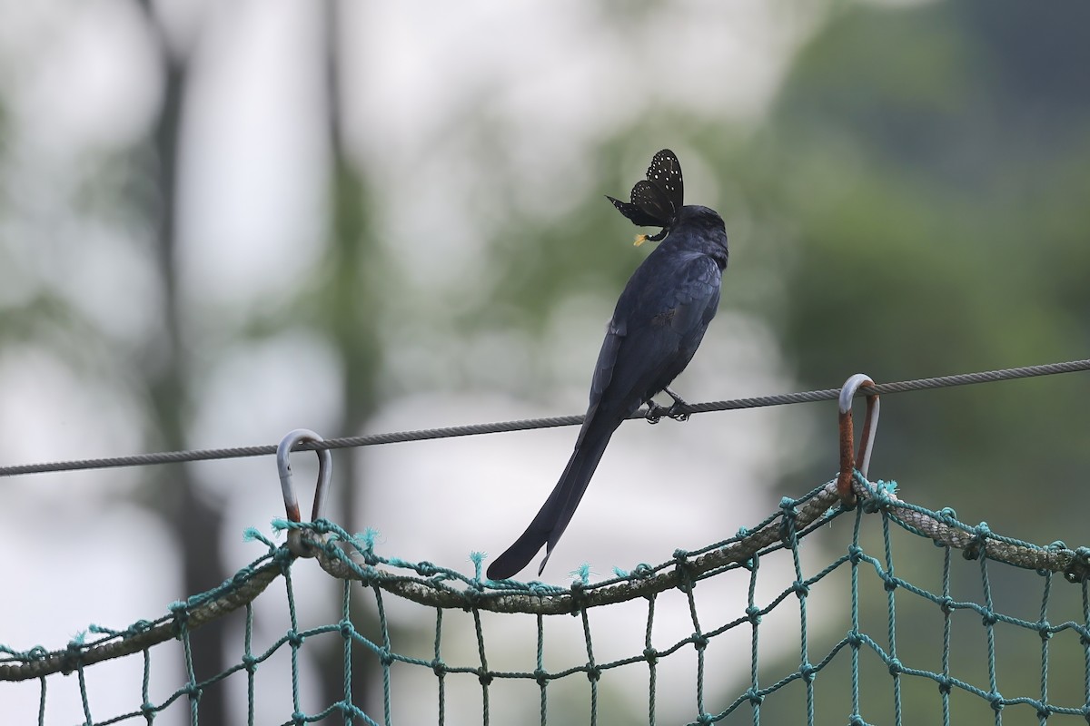 drongo černý - ML646727928