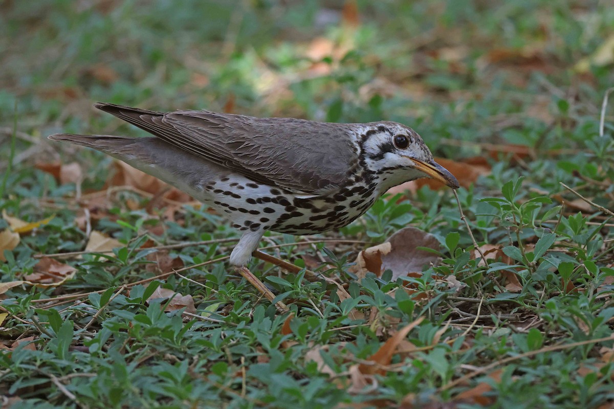 Litsitsirupa Ardıcı - ML646727930