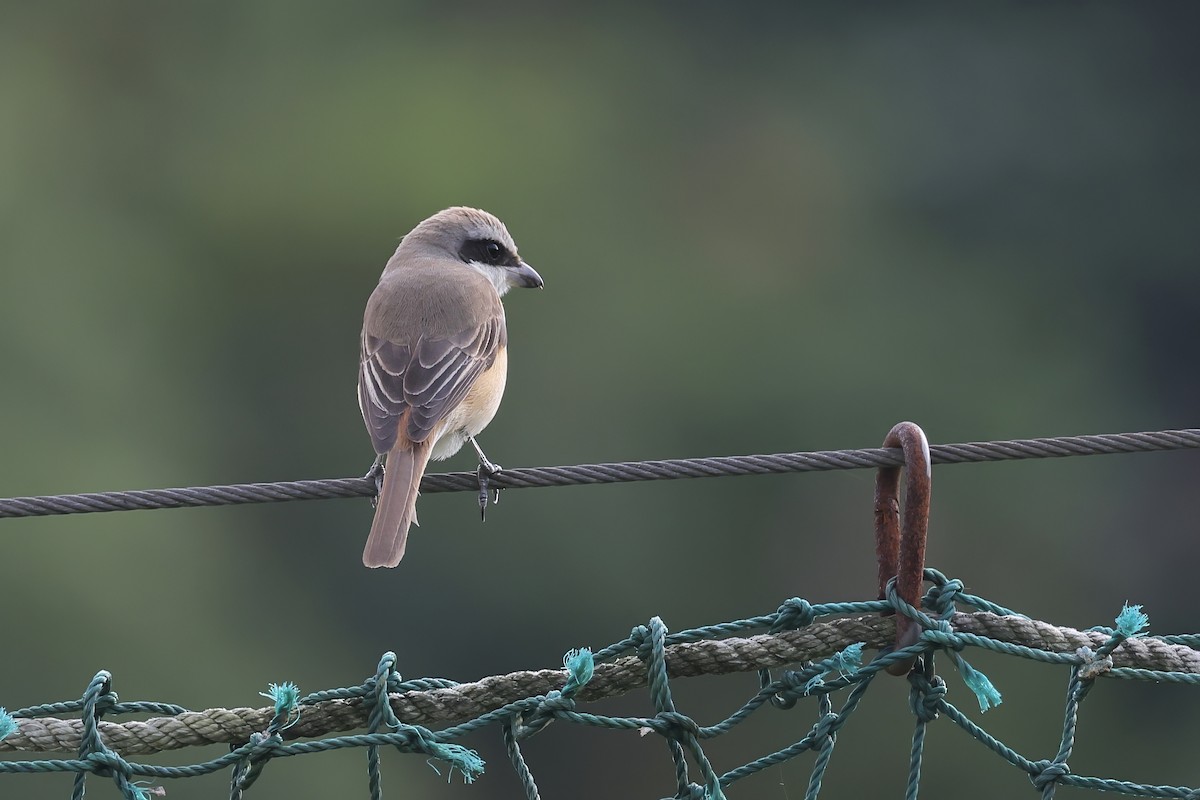 brunvarsler - ML646727931