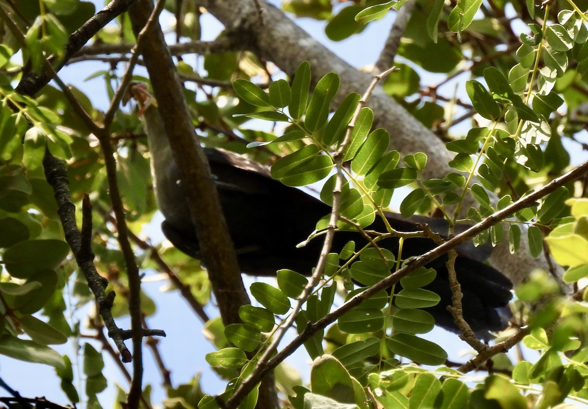 Green Malkoha - ML646727932