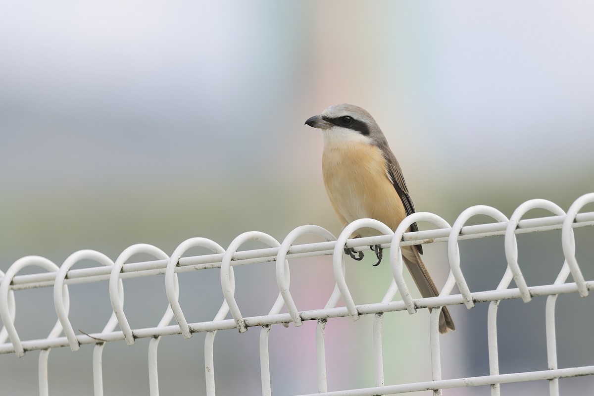 brunvarsler - ML646727933