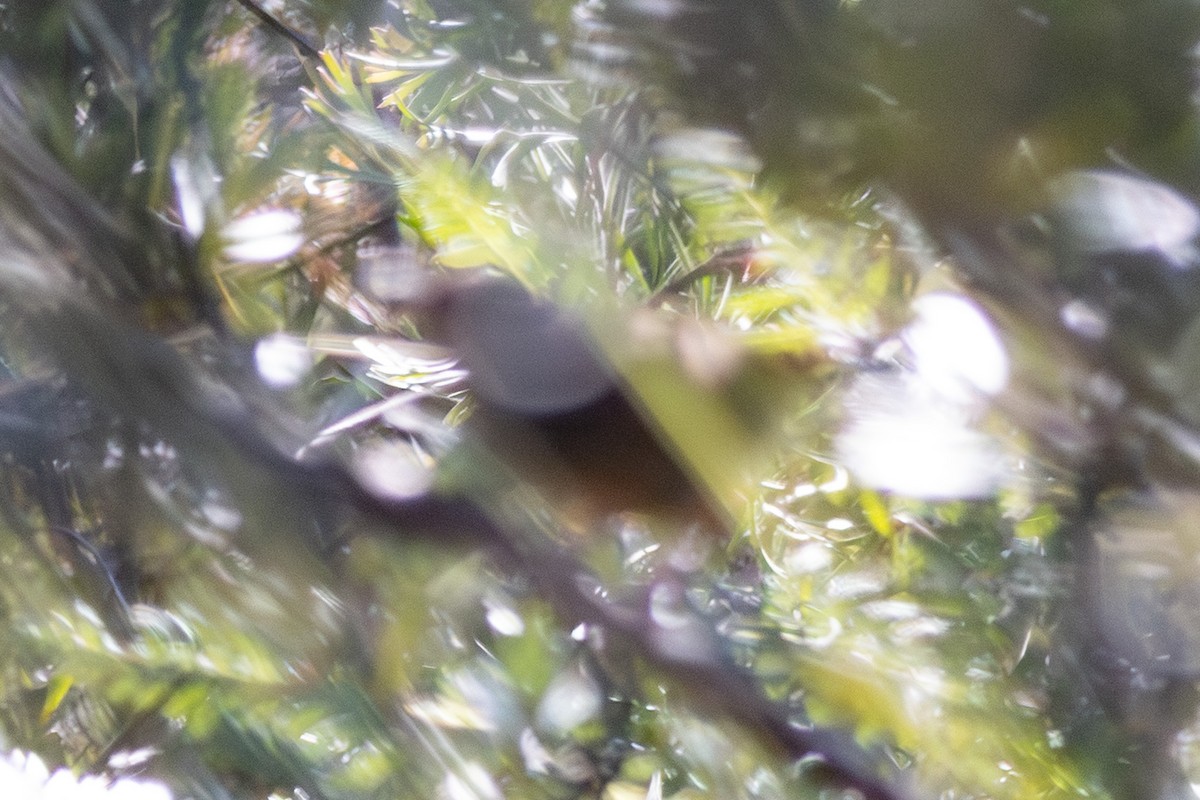 Chestnut-rumped Heathwren - ML646727934