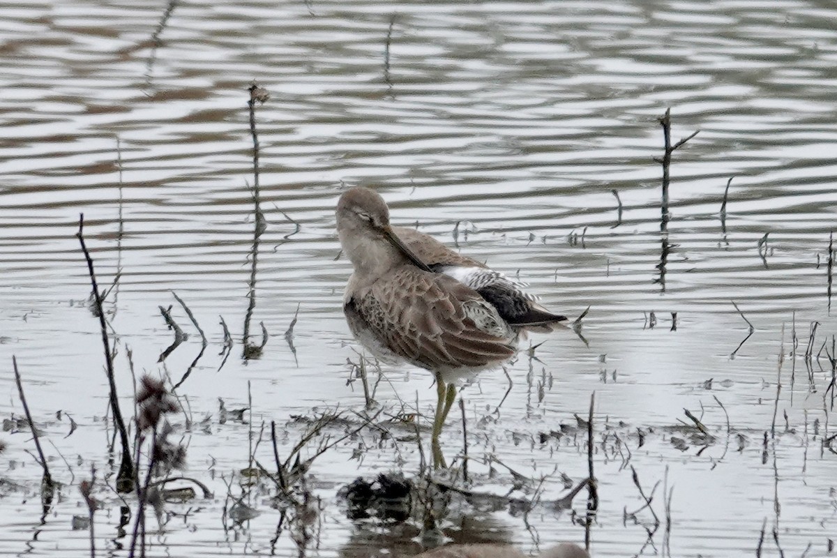 Long-billed Dowitcher - ML646727942