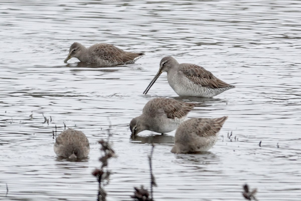 Long-billed Dowitcher - ML646727943