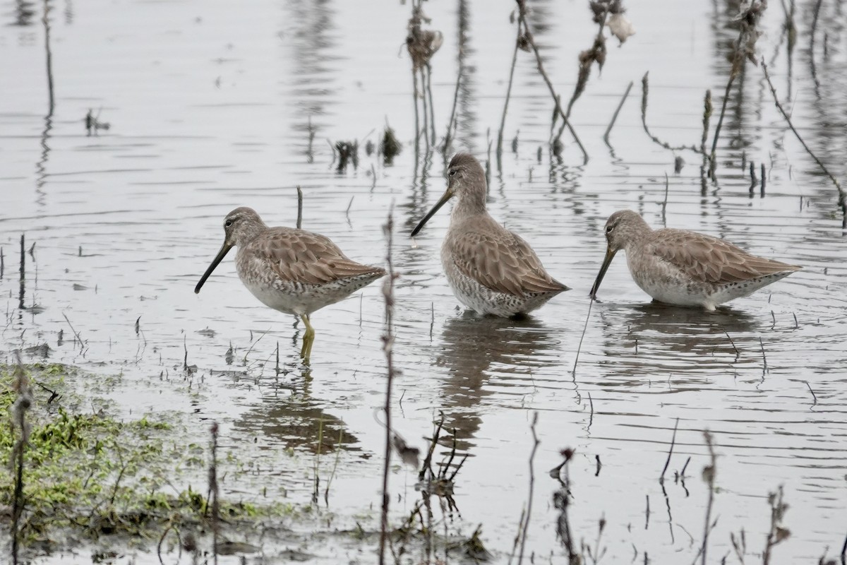 Long-billed Dowitcher - ML646727944