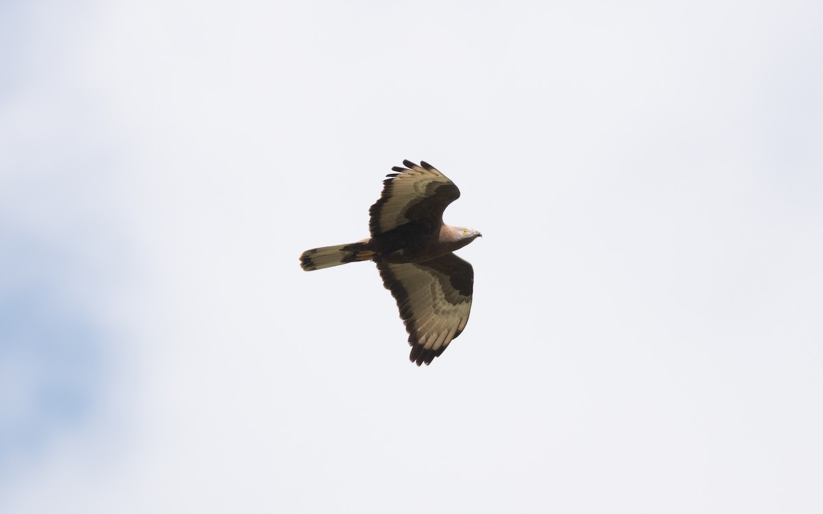 Балч гоорбис - ML646727945