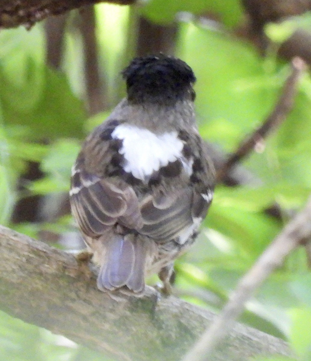 African Broadbill - ML646727947