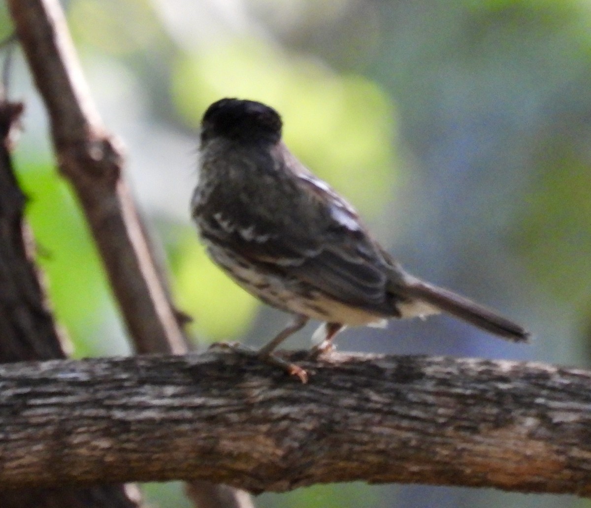 African Broadbill - ML646727948