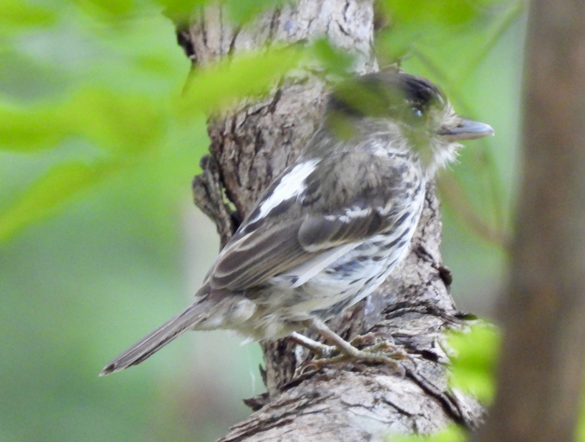African Broadbill - ML646727949