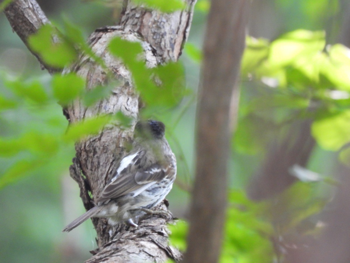 African Broadbill - ML646727950