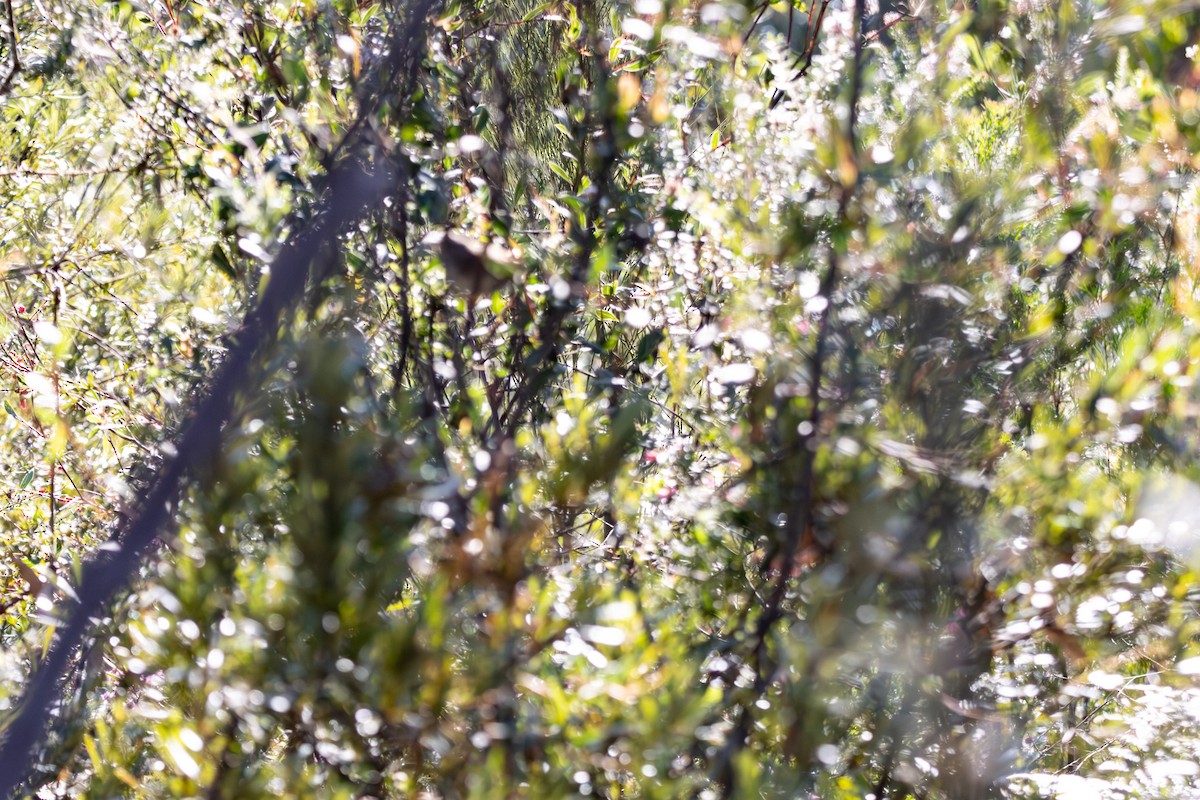 Chestnut-rumped Heathwren - ML646727953