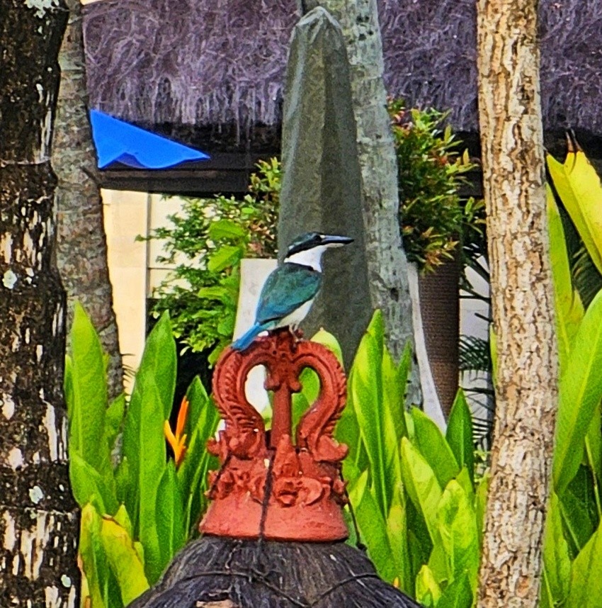 Collared Kingfisher - ML646727954