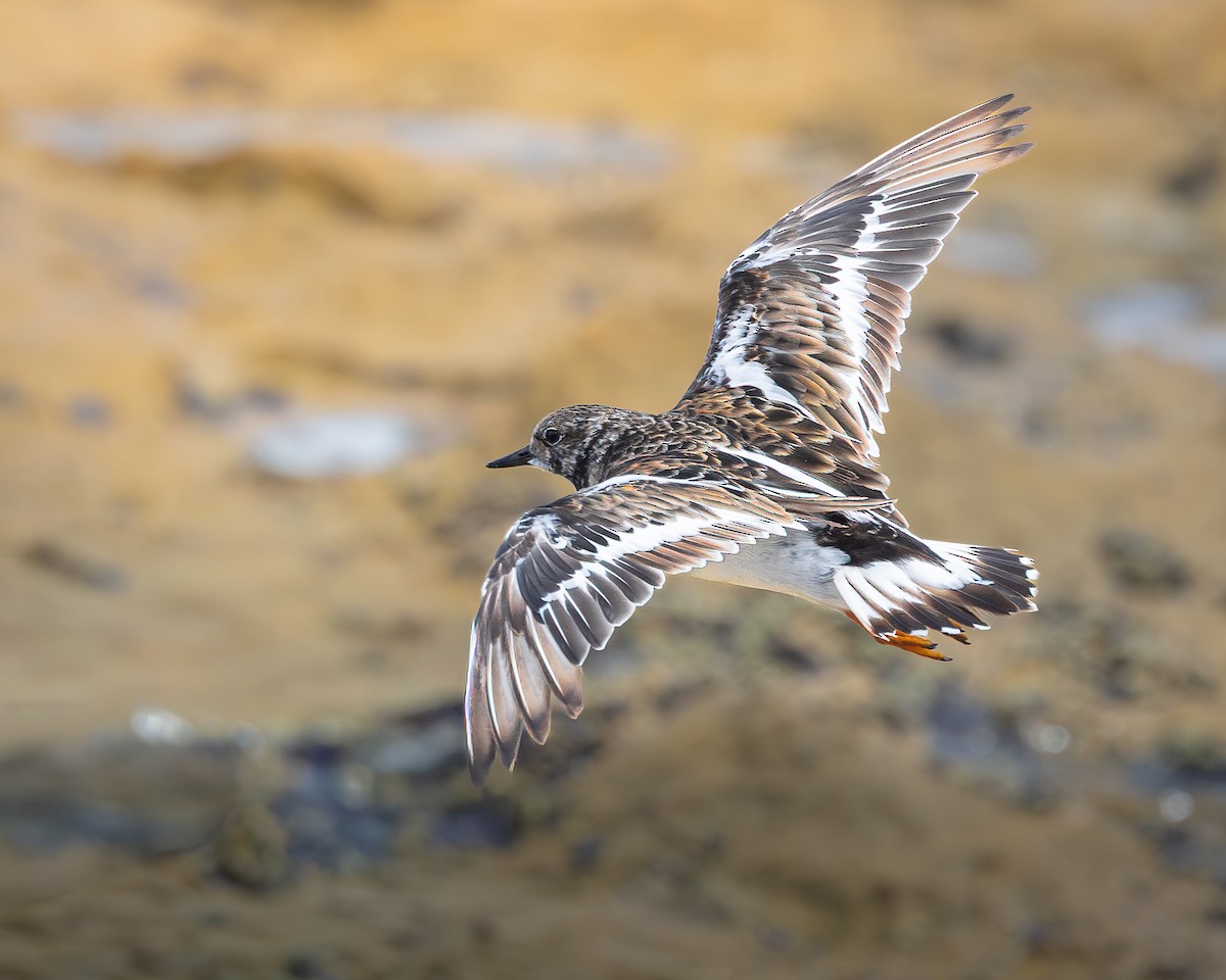 Ruddy Turnstone - ML646727955