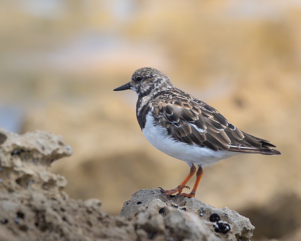Ruddy Turnstone - ML646727956