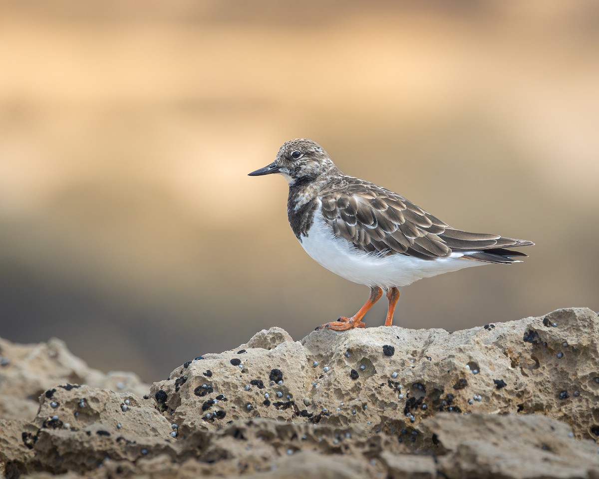 Ruddy Turnstone - ML646727957