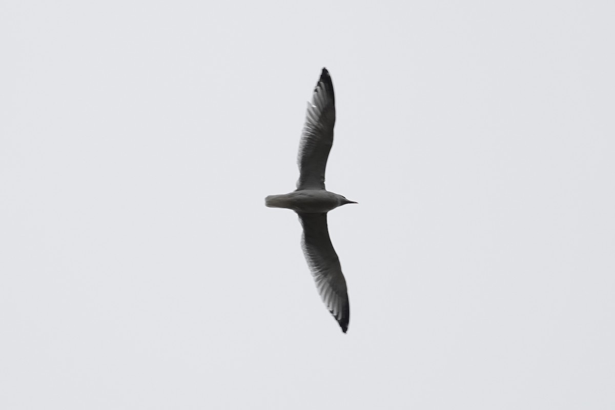 American Herring Gull - ML646727958