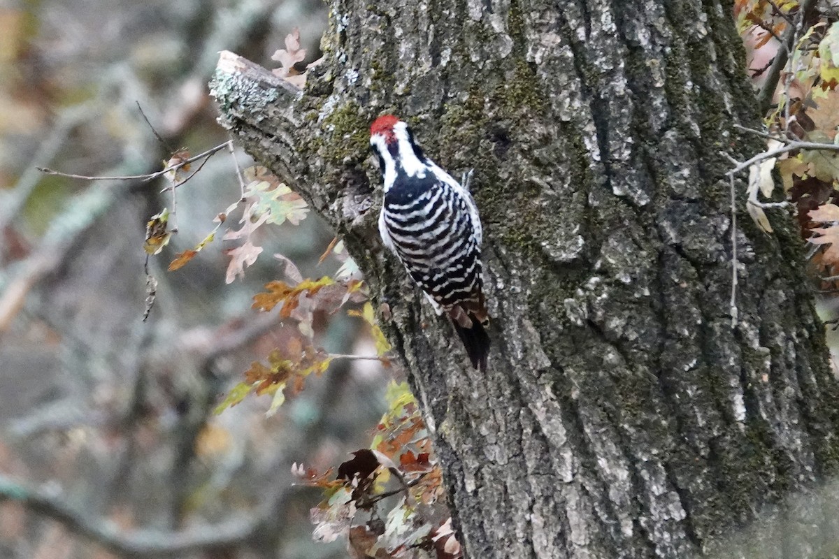 Nuttall's Woodpecker - ML646727963