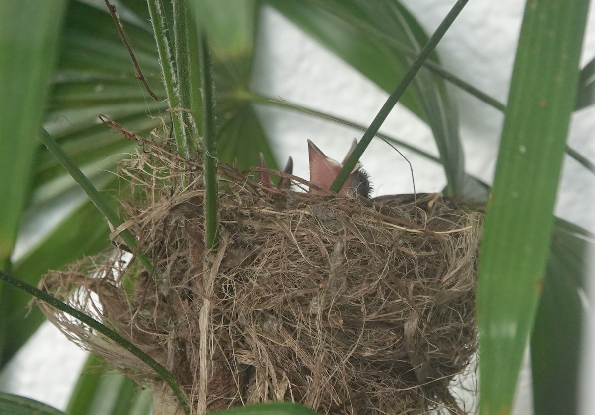 Büyük Boz Katmerkuyruk - ML646727964