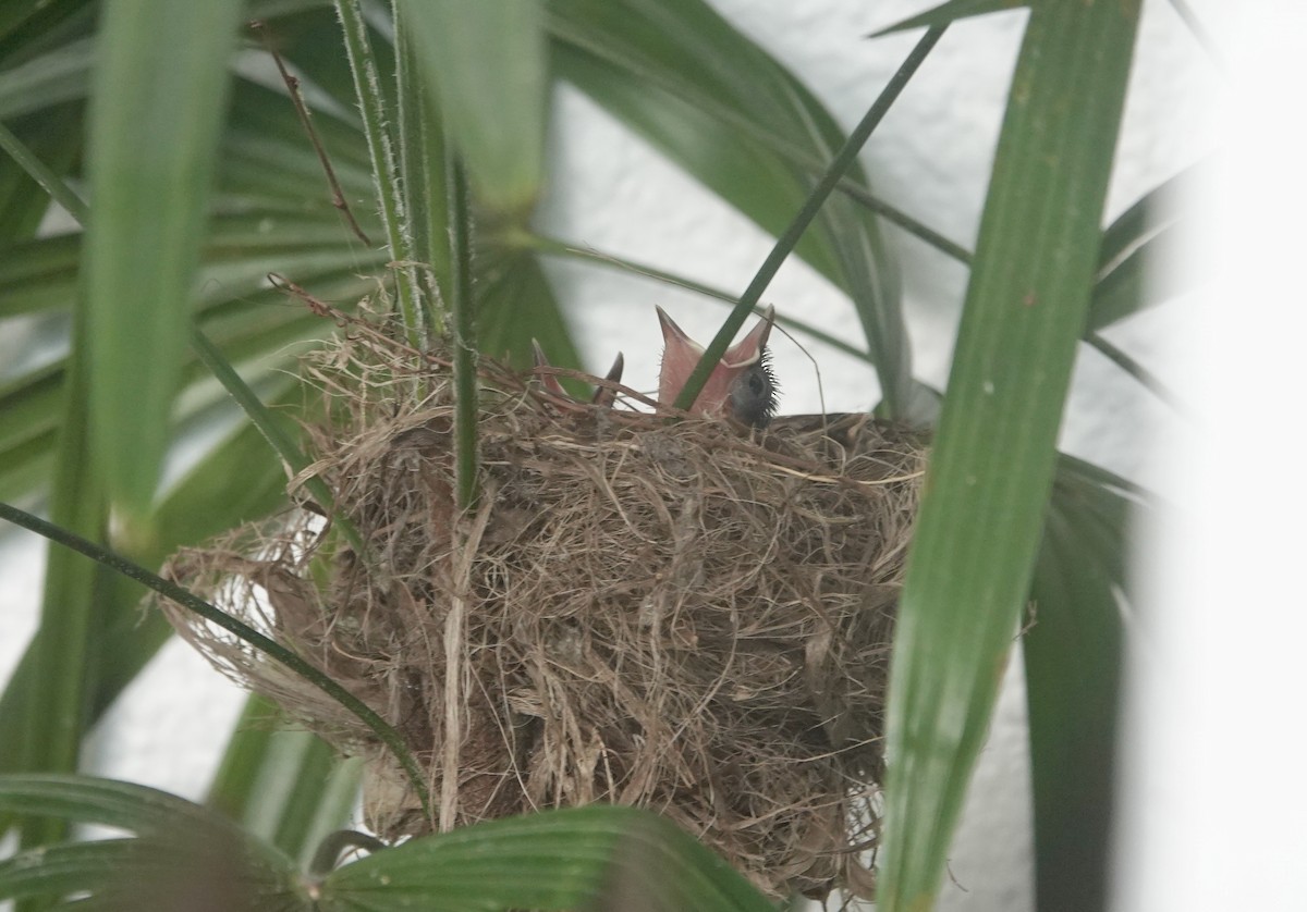 Büyük Boz Katmerkuyruk - ML646727965