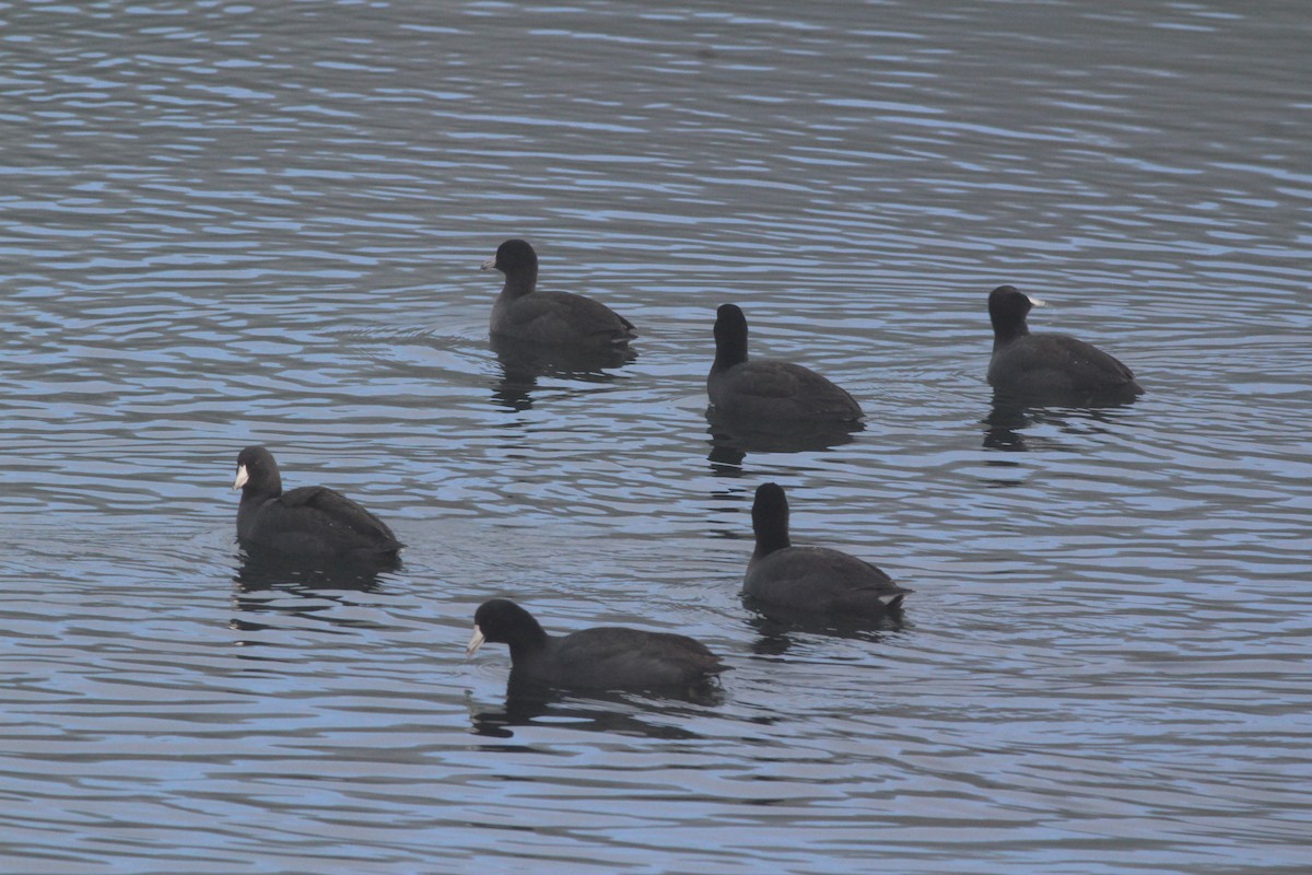 American Coot - ML646727966