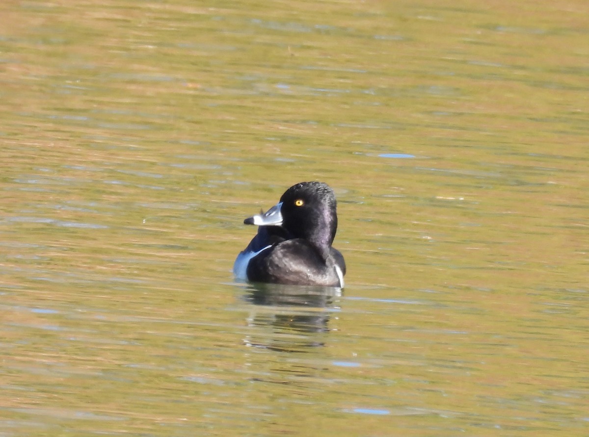 Ring-necked Duck - ML646727967
