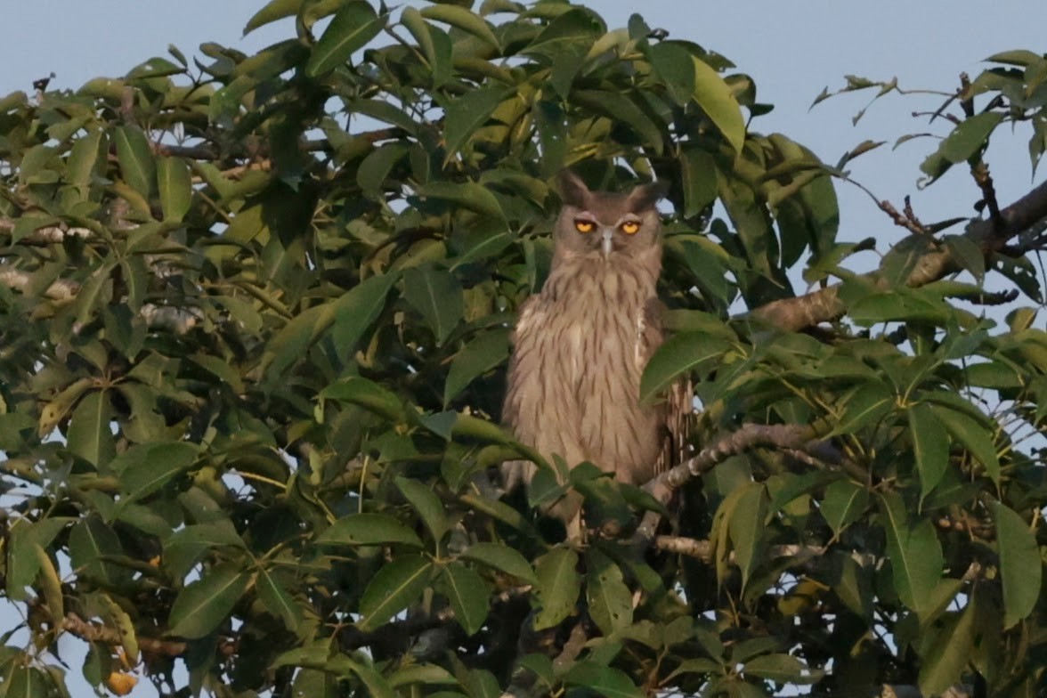 Dusky Eagle-Owl - ML646727968