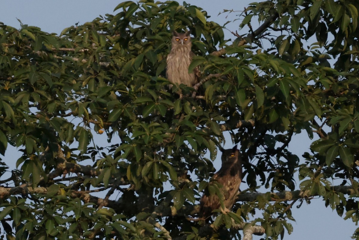 Dusky Eagle-Owl - ML646727970
