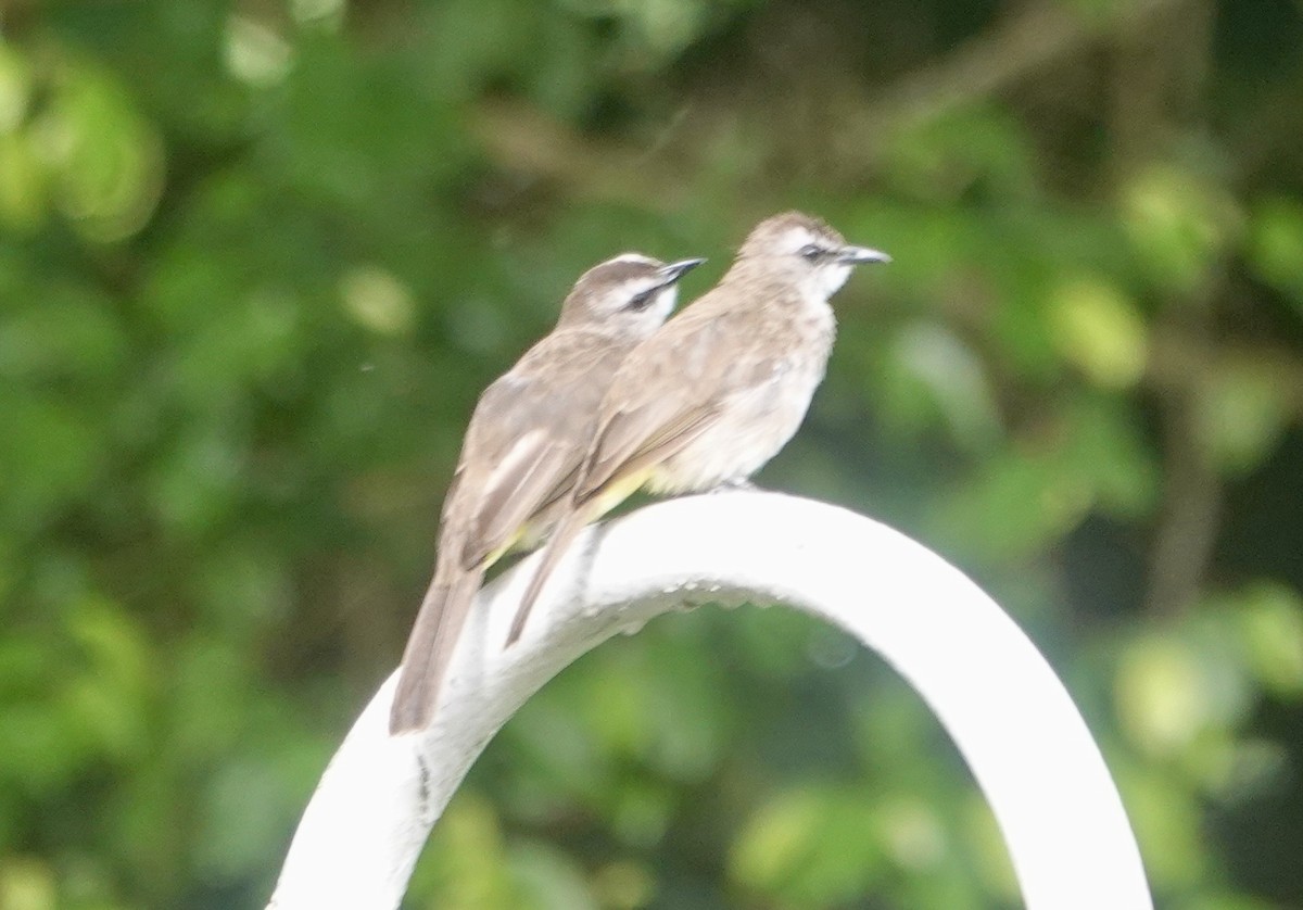 Ak Yüzlü Arapbülbülü - ML646727971