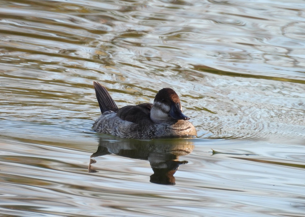 Ruddy Duck - ML646727972