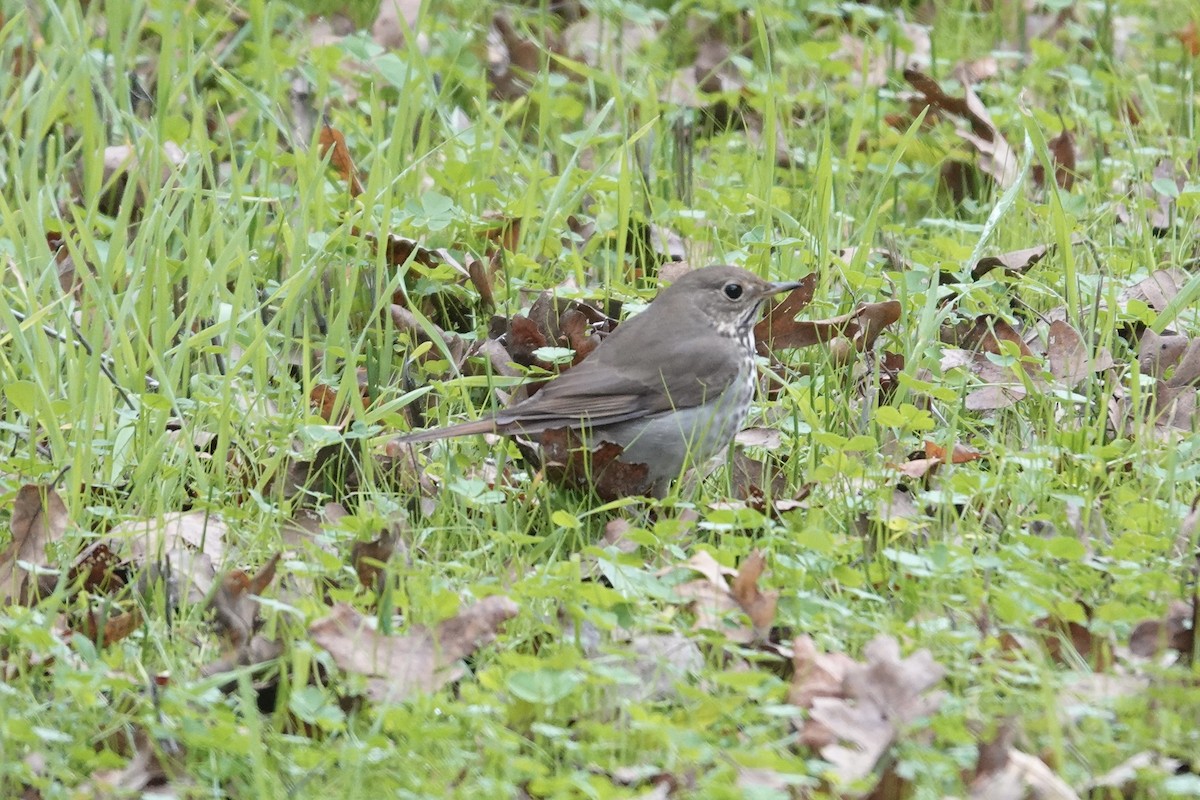 Hermit Thrush - ML646727973