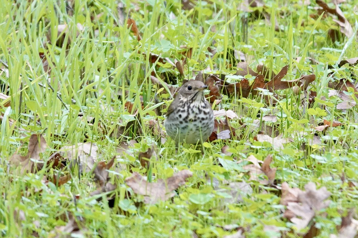Hermit Thrush - ML646727974