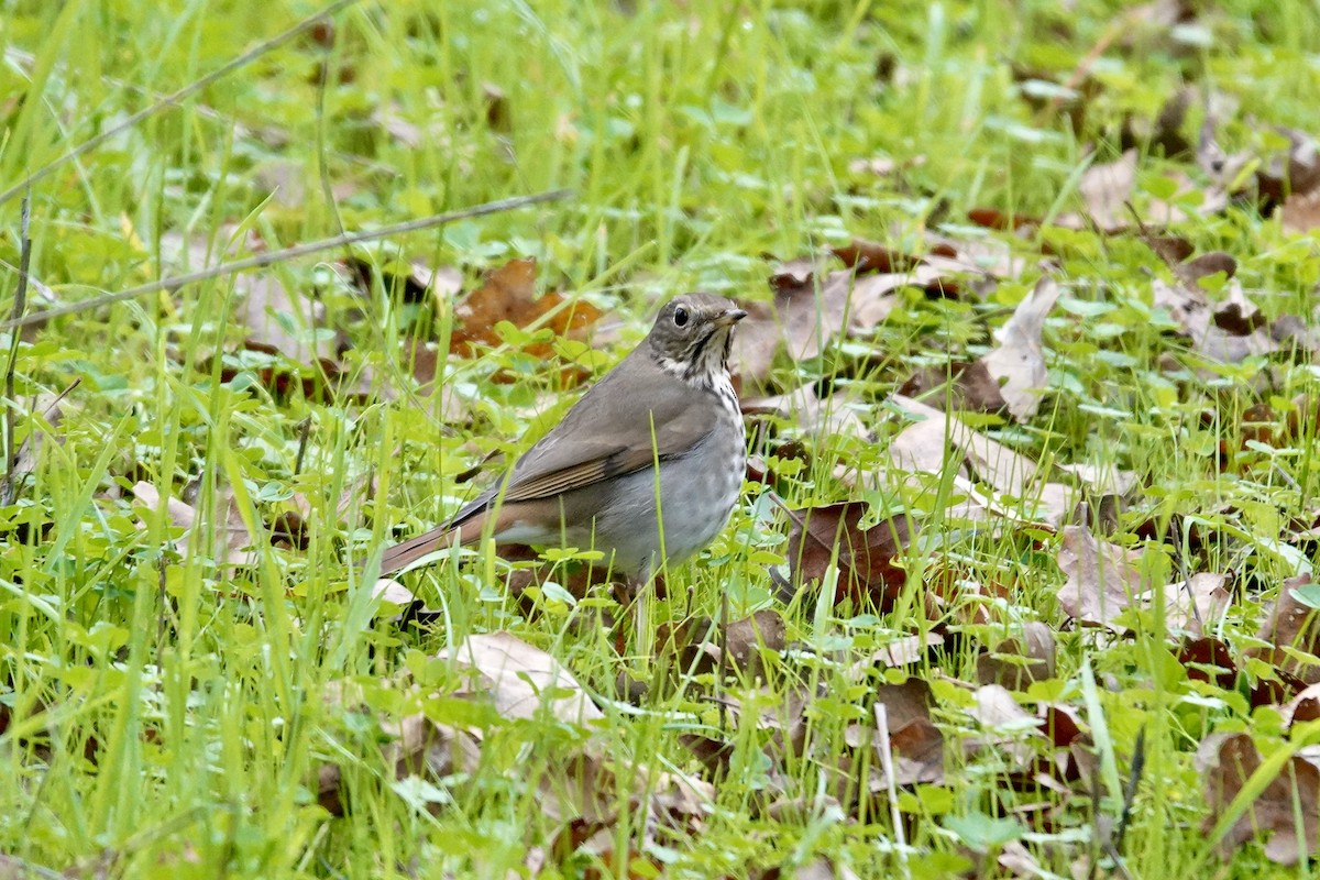 Hermit Thrush - ML646727975