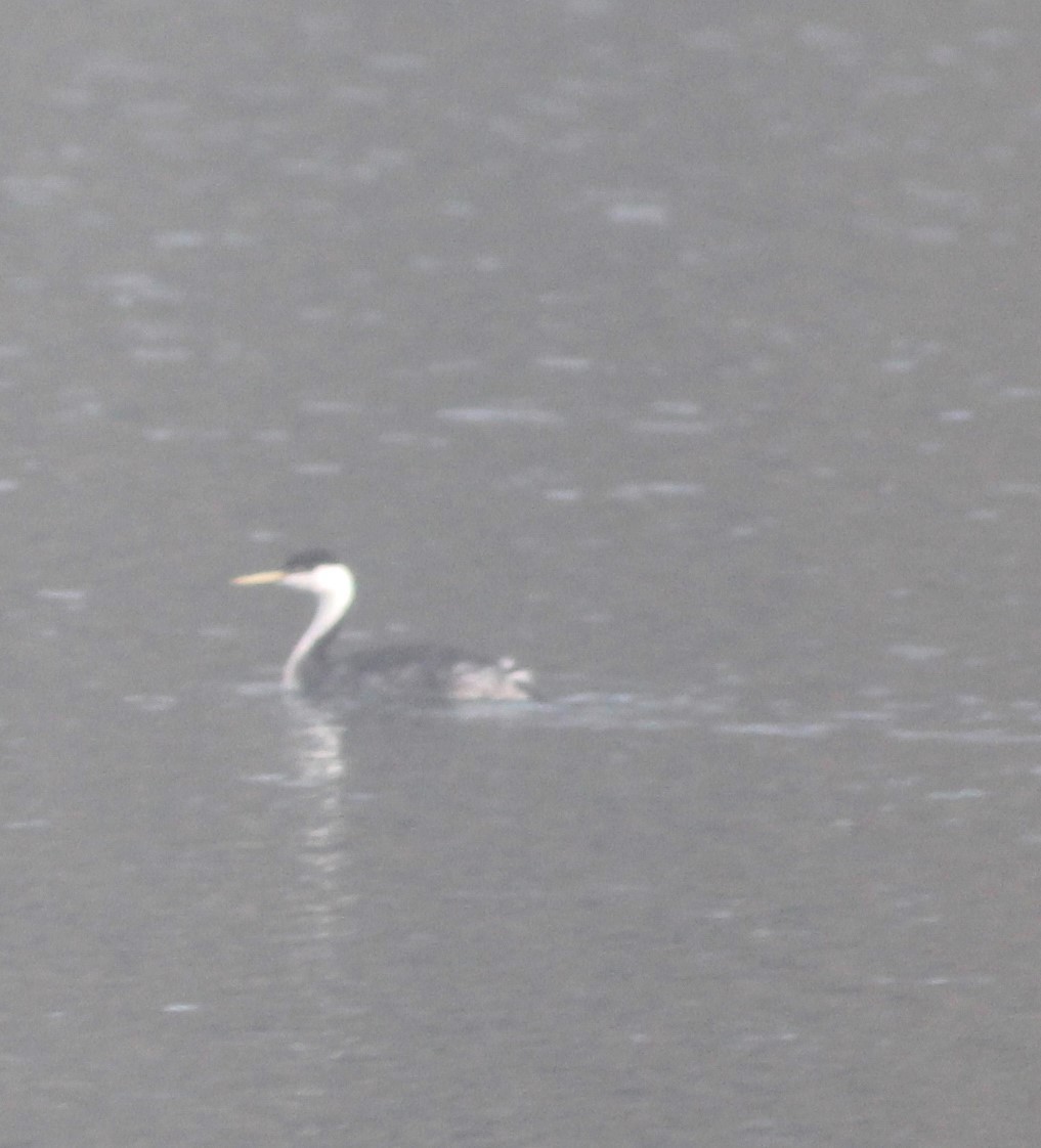 Western Grebe - ML646727976