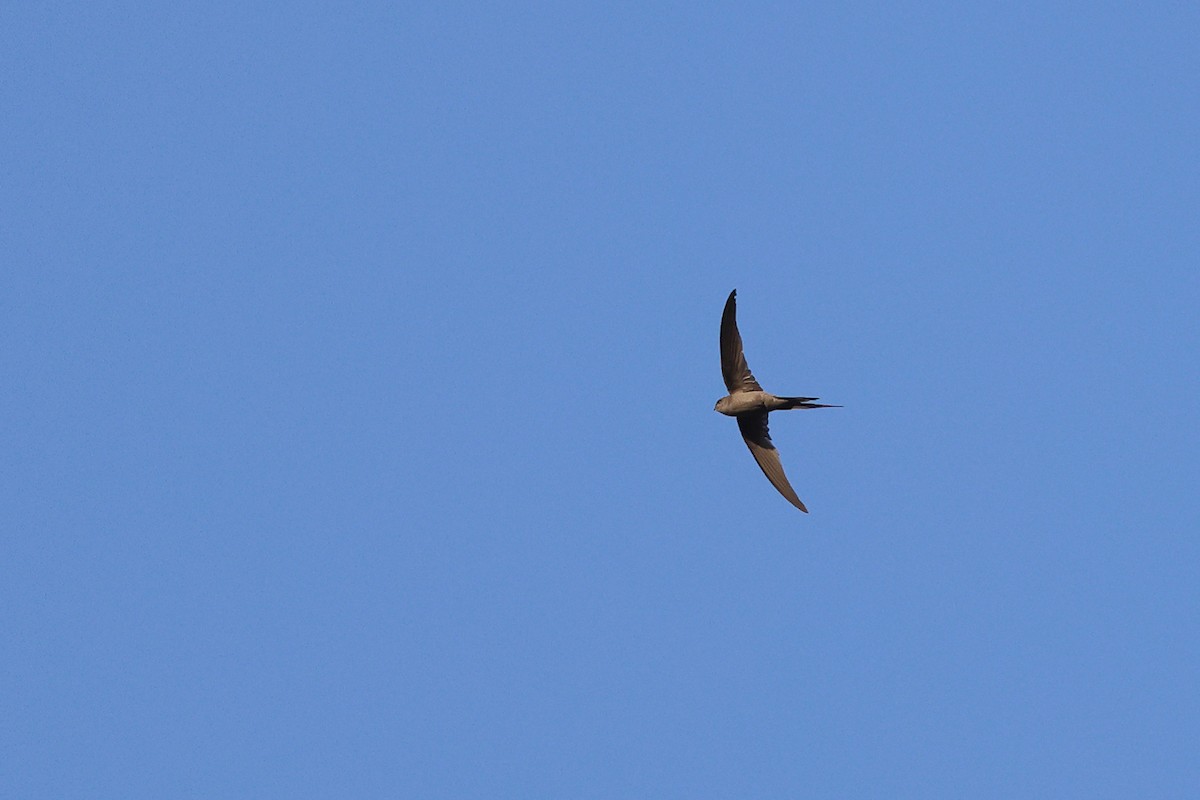 Palmiye Ebabili - ML646727979