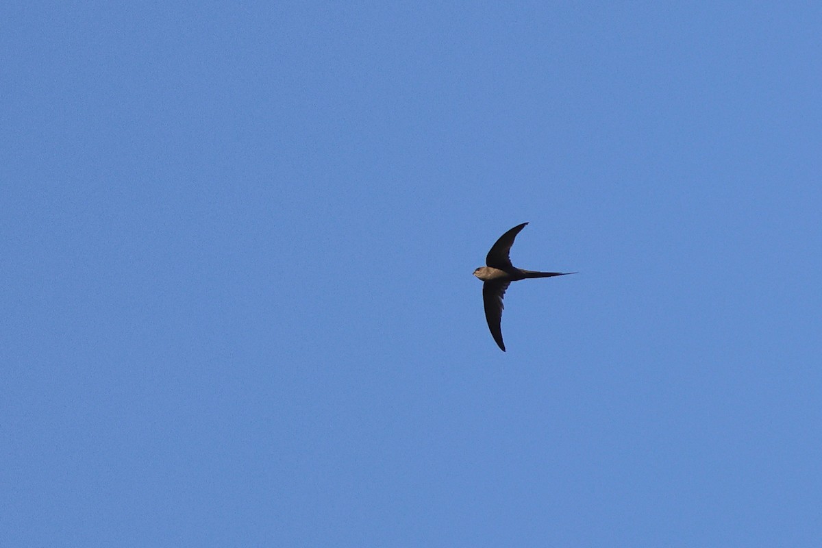 Palmiye Ebabili - ML646727980