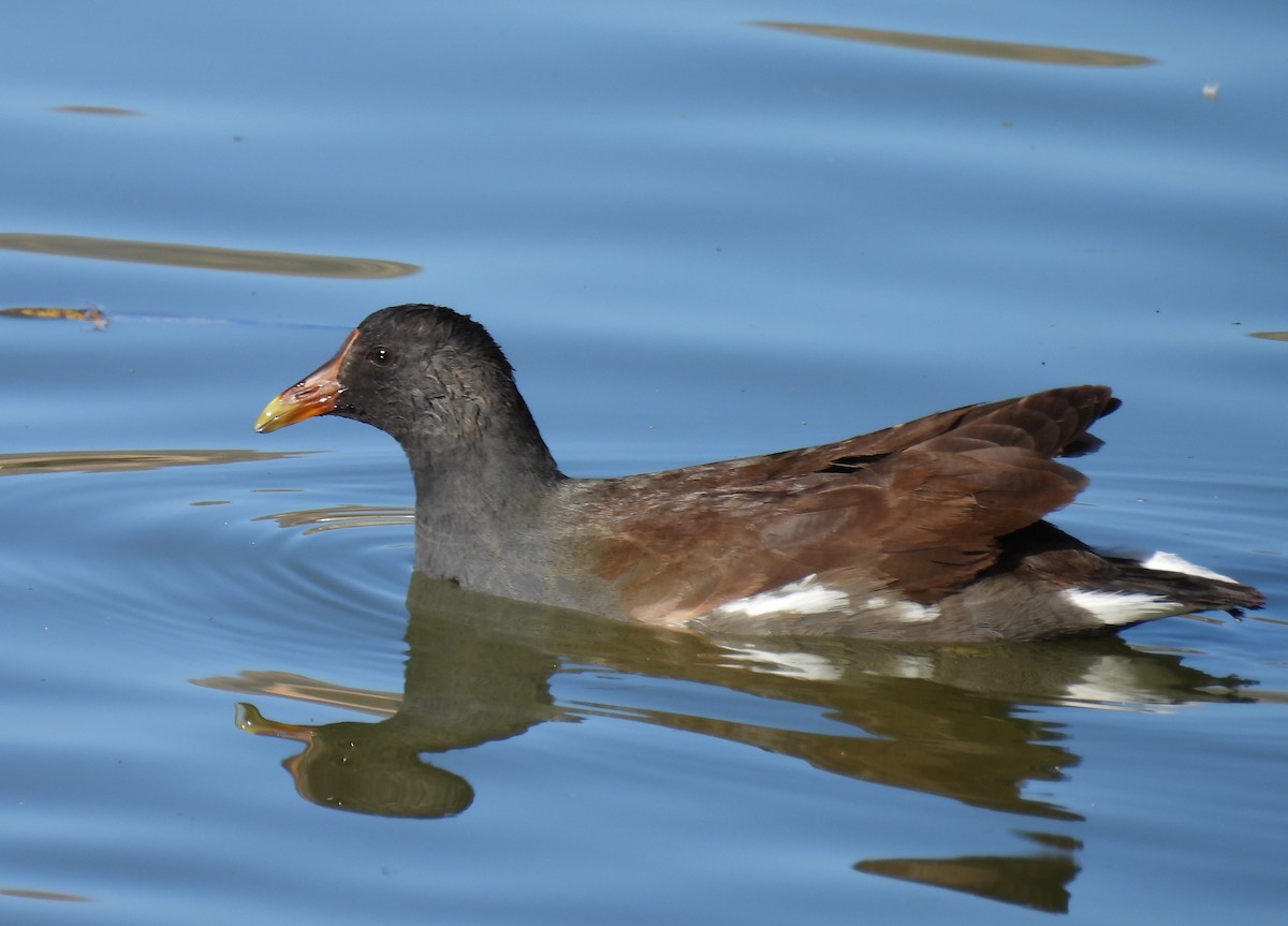 slípka americká - ML646727983