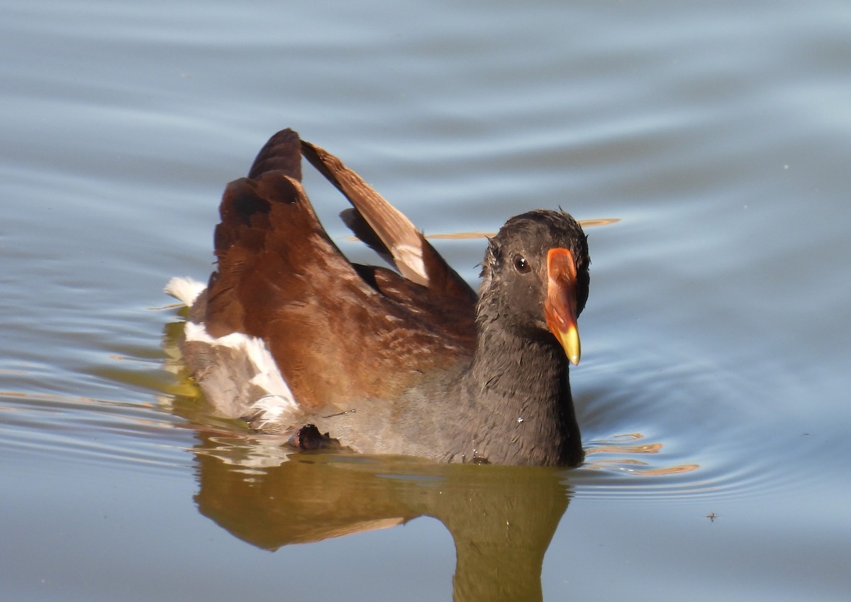 slípka americká - ML646727984