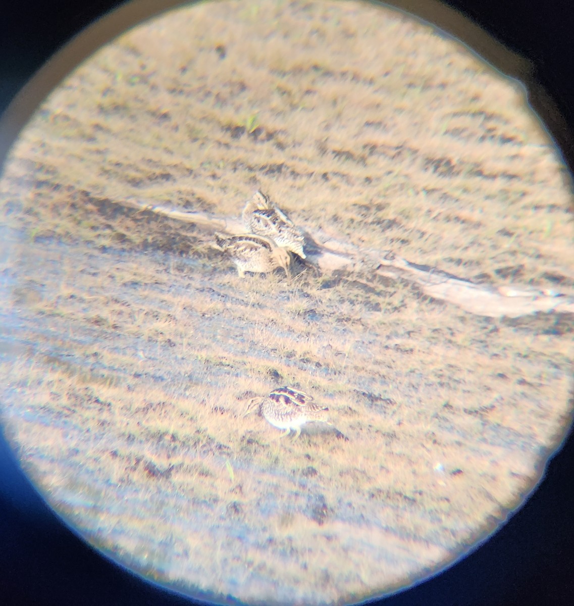 Американский бекас - ML646727985