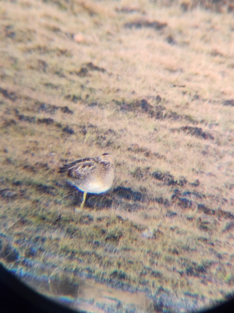 Американский бекас - ML646727986