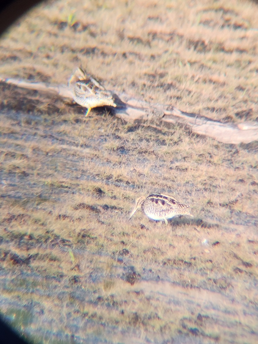 Wilson's Snipe - ML646727987