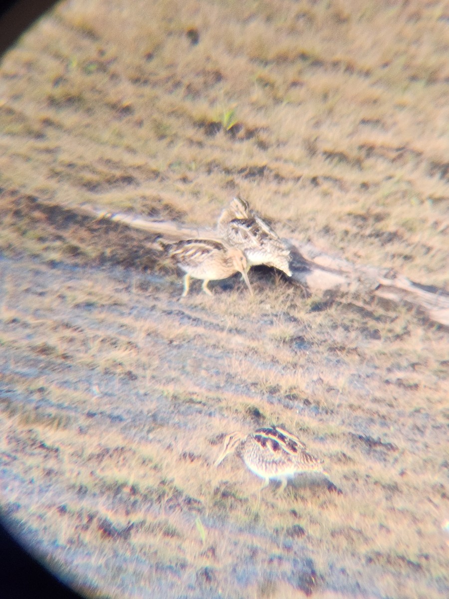 Wilson's Snipe - ML646727988