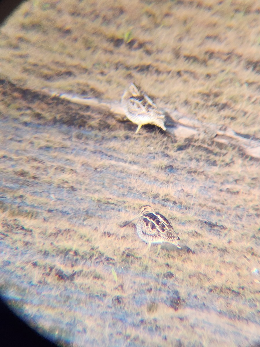 Американский бекас - ML646727989