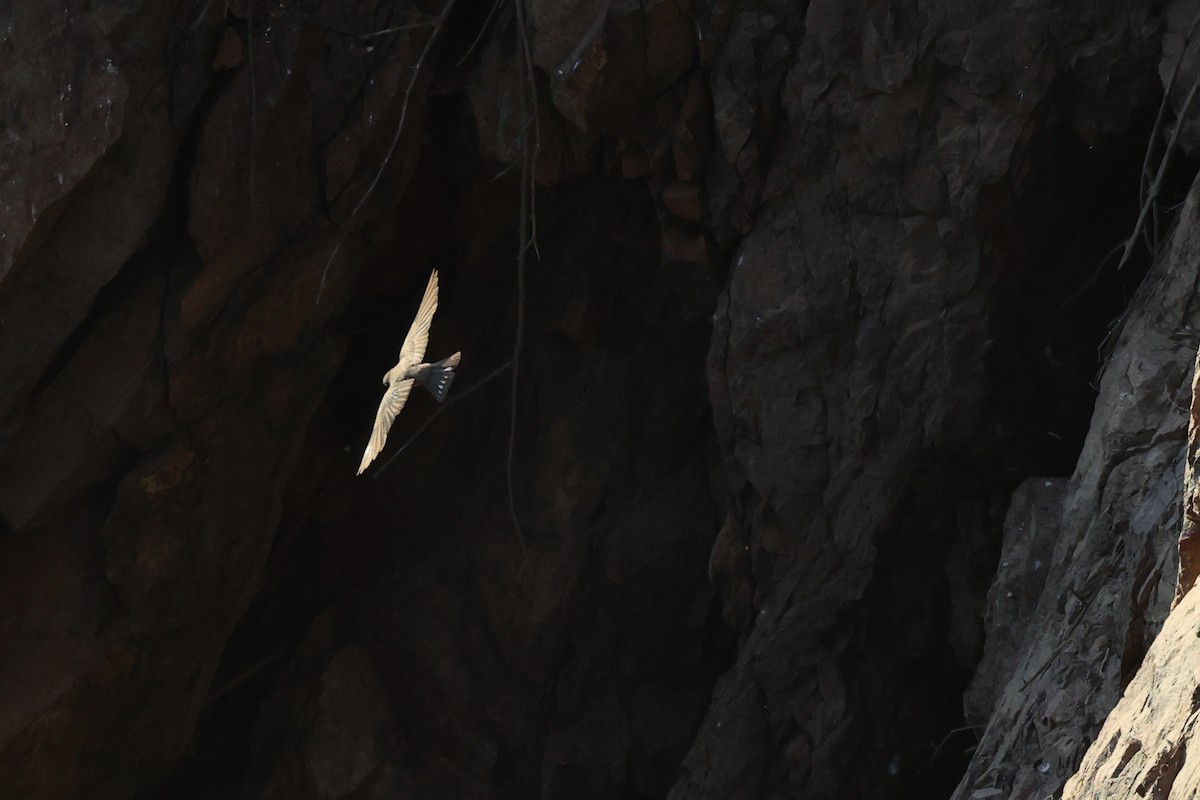 Güneyli Küçük Kaya Kırlangıcı - ML646727991