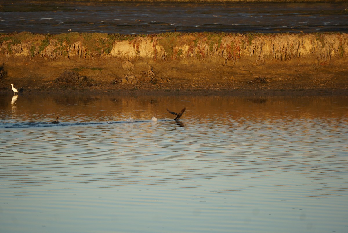 Double-crested Cormorant - ML646727992