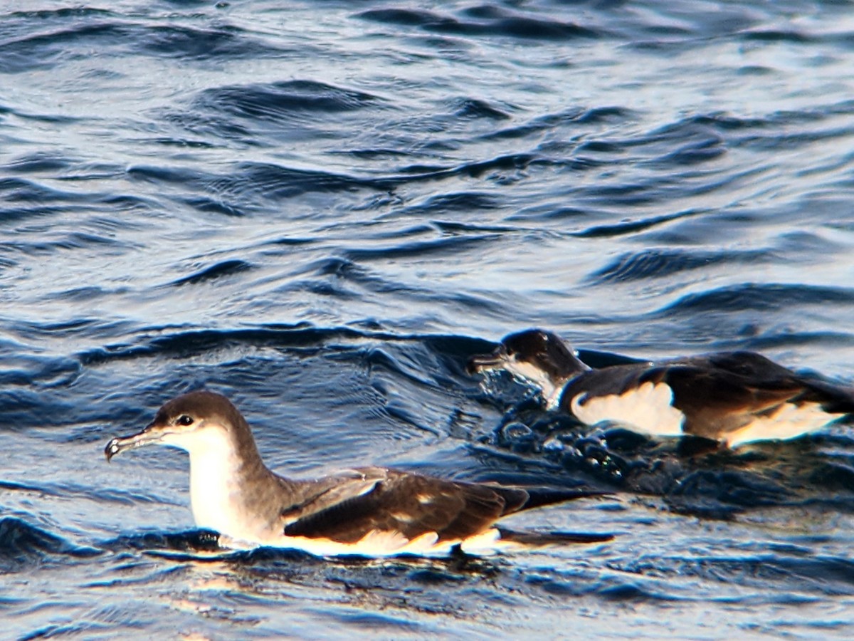 grårygglire - ML646727993