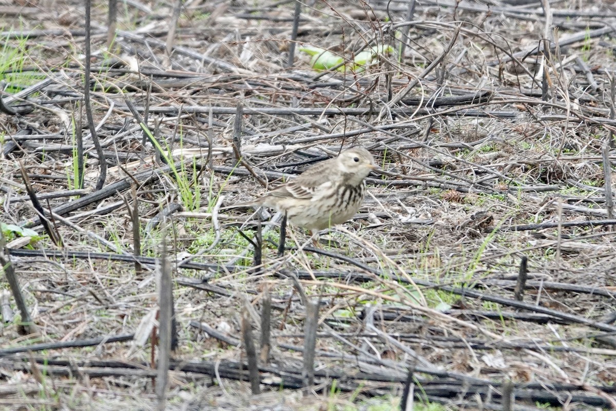 American Pipit - ML646727994