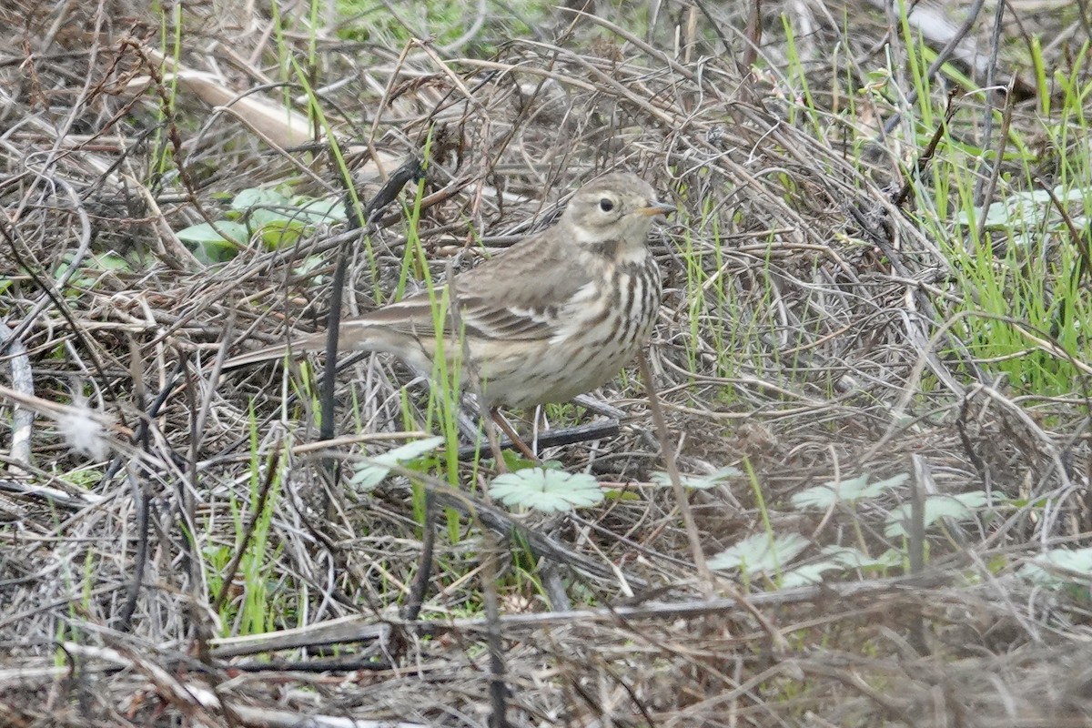 American Pipit - ML646727995