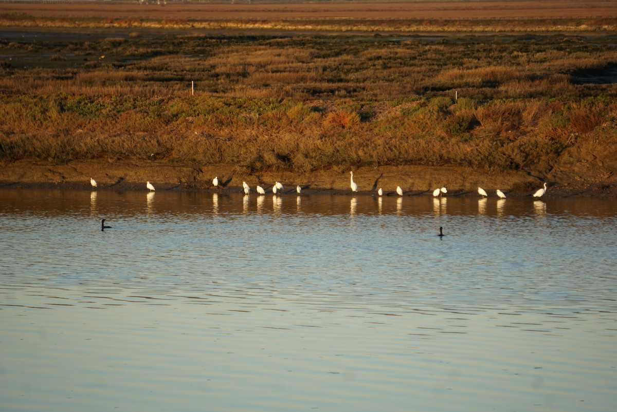 Great Egret - ML646727996
