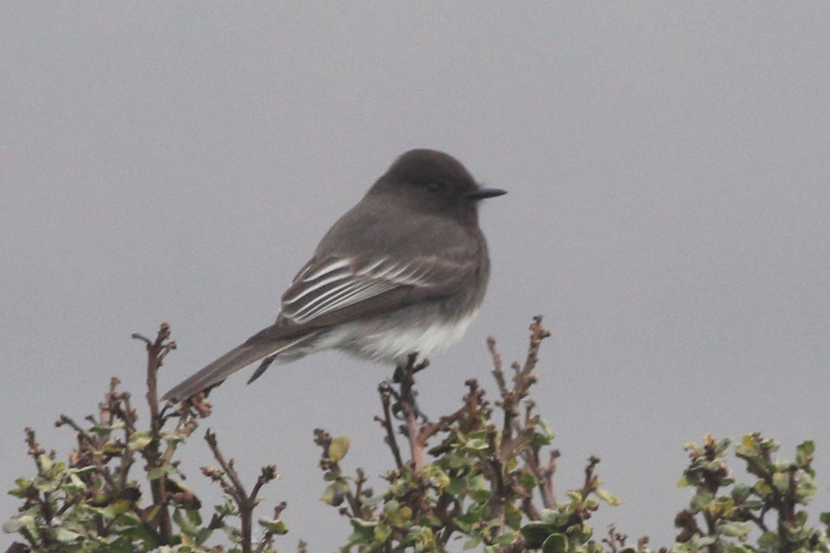 Black Phoebe - ML646727998