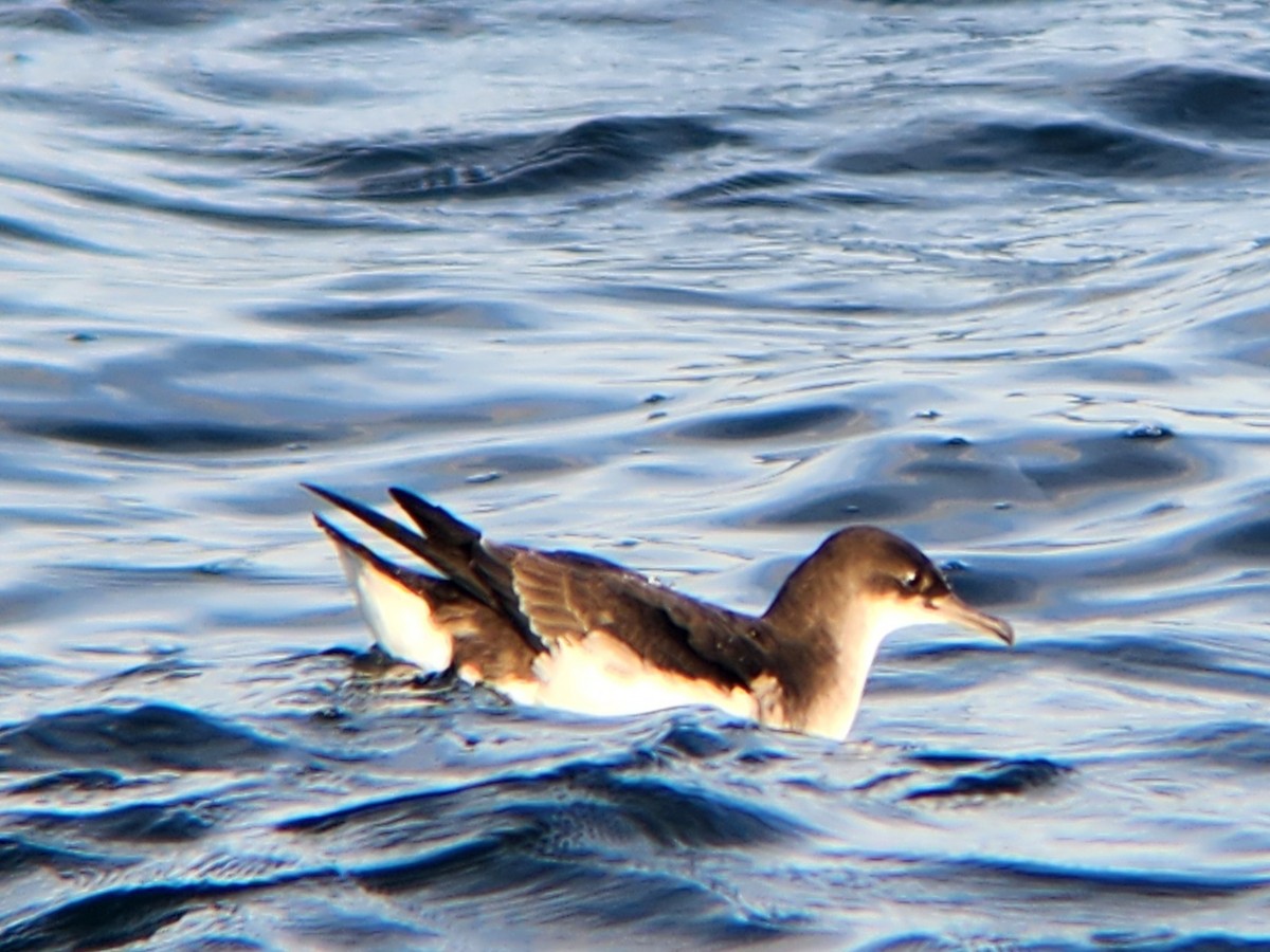 flagrelire - ML646728001